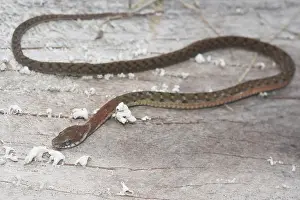 Colubridae: Specklebelly Keelback Snake