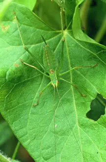 Leptophyes: Speckled Bush-Cricket