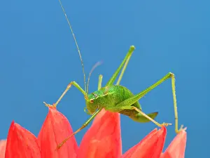 Geoff Du Feu: Speckled bush-cricket on Dahlia petals