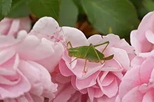 Leptophyes: Speckled Bush Cricket (Leptophyes punctatissima)