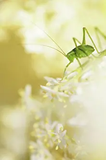 Sambucus: Speckled bush-cricket (Leptophyes punctatissima)