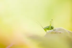 Groningen: Speckled Bush-cricket (Leptophyes punctatissima