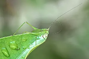 Cricket: Speckled bush-cricket (Leptophyes punctatissima)
