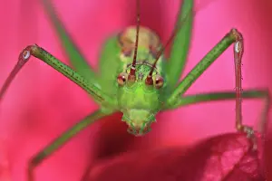 Horned: Speckled bush-cricket (Leptophyes punctatissima)