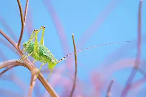 Nymph: Speckled Bush-Cricket - nymph
