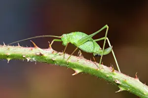 Leptophyes: Speckled Bush Cricket - on stem