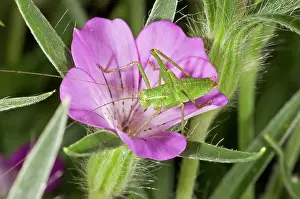 Cricket: Speckled Bush-cricket - young adult in Corn Cockle flower