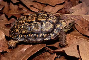 Testudo: Speckled Cape Tortoise