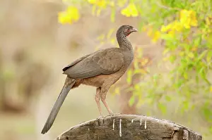 Ortalis: Speckled Chachalca standing on fence