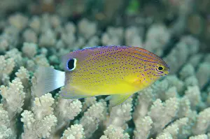 Damsel: Speckled Damsel