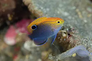 Damsel: Speckled Damsel - Ulami dive site, Seraya, Karangasem