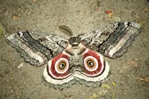 Emperors: Speckled Emperor Moth