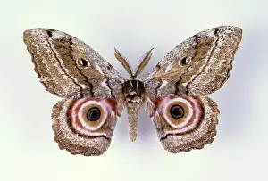 Maja: Speckled Emperor Moth