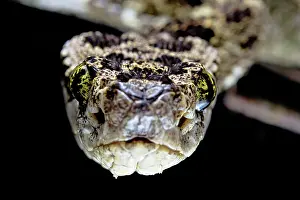 Bothrops: Speckled Forest-Pitviper (Bothrops taeniatus) Ecuador