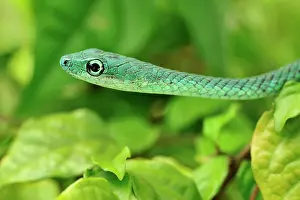 Punctatus: Speckled Green-Snake