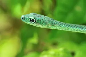 Punctatus: Speckled Green-Snake