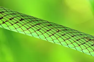 Punctatus: Speckled Green-Snake