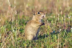 Sentry: Speckled Ground Squirrel / Spotted Suslik standing
