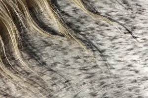 Saddle: Detail of speckled hair coat of a horse