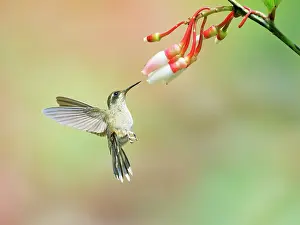 Speckled: Speckled Hummingbird - feeding on flower Adelomy