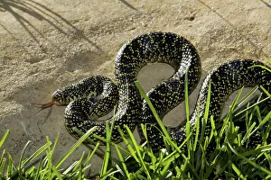 Lampropeltis: Speckled King Snake