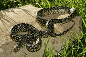 Lampropeltis: Speckled King Snake