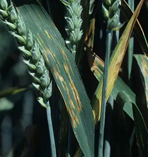 Lesions: Speckled leaf blotch or Septoria leaf spot