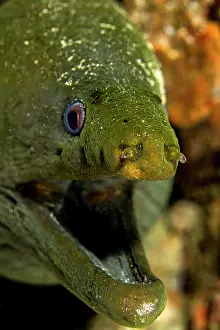 Lea Lee: Speckled Moray Eel