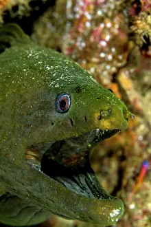 Lea Lee: Speckled Moray Eel