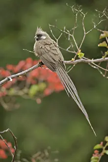 Striatus: Speckled Mousebird