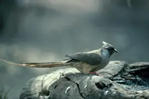 Striatus: Speckled Mousebird