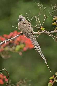 Striatus: Speckled Mousebird, Colius striatus, Abadare