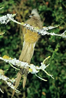 Mousebird: Speckled Mousebird / Coly