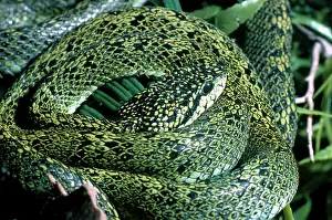 Bothrops: Speckled Palm Viper