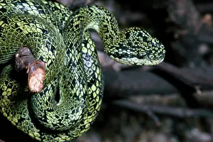 Bothrops: Speckled Palm Viper