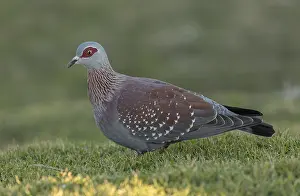 Columba: Speckled pigeon, Columba guinea, feeding in coastal