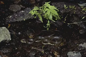 Salvador: Speckled Racer