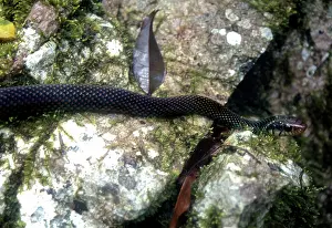 Nonvenomous: Speckled Racer