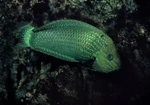 Halichoeres: Speckled Rainbow Fish