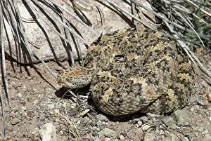 Pyrrhus: Speckled Rattlesnake