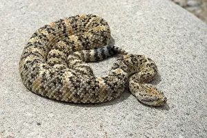 Pyrrhus: Speckled Rattlesnake