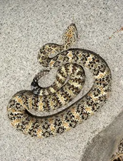 Pyrrhus: Speckled Rattlesnake