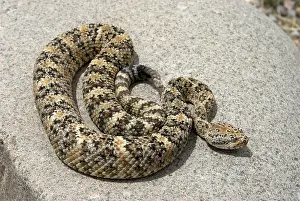 Pyrrhus: Speckled Rattlesnake
