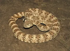 Nonvenomous: Speckled Rattlesnake