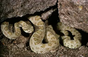 Mitchelli: Speckled Rattlesnake