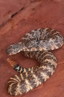 Mitchelli: Speckled Rattlesnake