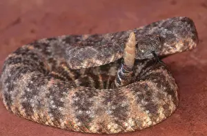 Mitchelli: Speckled Rattlesnake