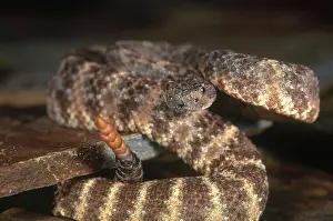 Mitchell: Speckled Rattlesnake