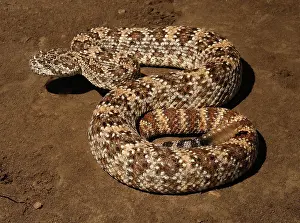 Rattler: Speckled Rattlesnake