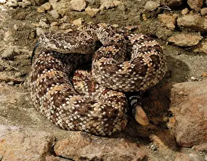 Vipers: Speckled Rattlesnake